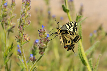 Le Machaon