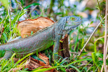 Green iguana in Laguna del Carpintero in Tampico Tamaulipas
