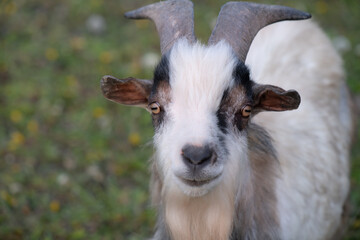 Close-up and portrait of a gray and white goat. The animal looks curiously into the camera. Green meadow in the background.