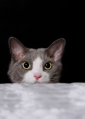 Porträt eines blau-weißen Devon Rex Katers