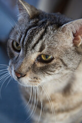 Porträt eines alten getigerten Katers