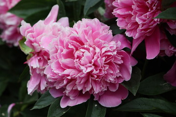 Sweden. Paeonia lactiflora (Chinese peony, Chinese herbaceous peony, or common garden peony) is a species of herbaceous perennial flowering plant in the family Paeoniaceae.