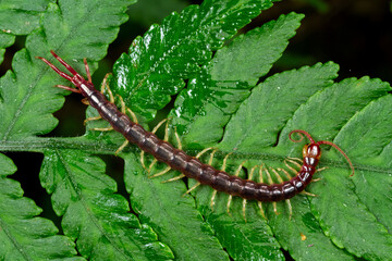 Giant forest centipede