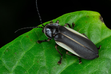 Black firefly