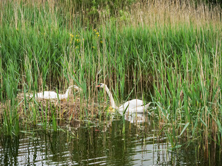 Two swans are resting on a nest in a marshy area. The scene is peaceful and serene, with the birds enjoying their time in the water. Growing family concept.