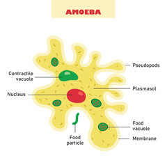 The Biological Structure Of Amoeba
