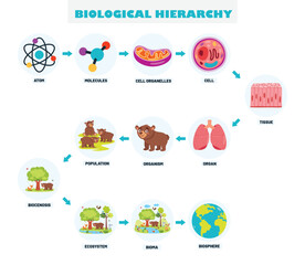 Infographics Of The Biological Hierarchy