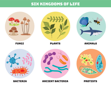 Diagram Showing Six Kingdoms Of Life