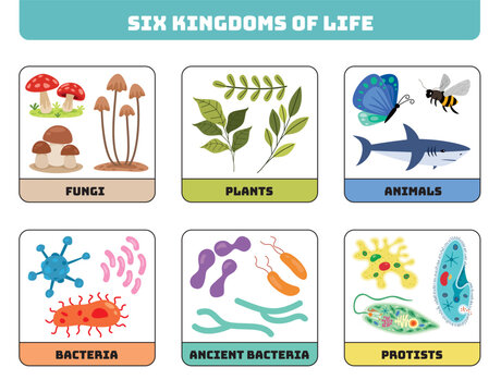 Diagram Showing Six Kingdoms Of Life