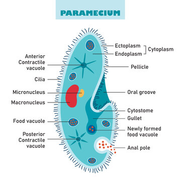 The Structure Of Paramecium Caudatum