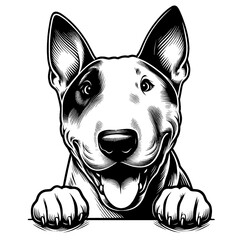 Obraz premium Hand drawn Bull Terrier portrait, vector sketch isolated on white background. 