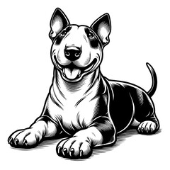 Hand drawn Bull Terrier in full-body, vector sketch isolated on white background.	
