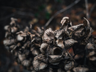 Closeup of dried flowers in the garden