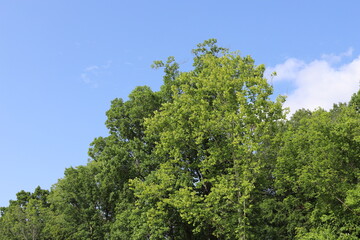 Lush Green Trees with Sky and Clouds
