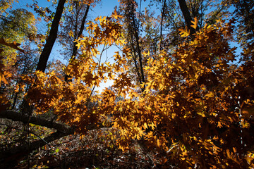 Brilliant Autumn Leaves