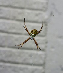 Araña tigre posada en telaraña