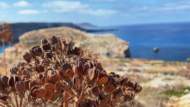 Revealing shot of Santa Marija tower on Comino island, malta, with wild dry cumin in the foreground. Island name Comino (Maltese Kemmuna) is derived from this plant name as its wide spread on the