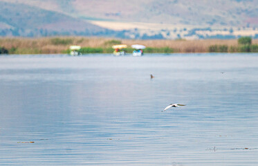 Scenic views of birds and Lake Işıklı (Işıklı Gölü), which is a freshwater lake in Turkey, on Çivril Plain, is an important site for breeding waterbirds and large numbers of winter wildfowl.