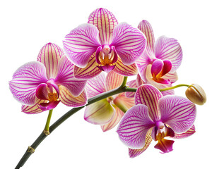 Fototapeta premium A cluster of pink and white orchids, each bloom featuring intricate patterns and vibrant colors, arranged on a slender stem. transparent background