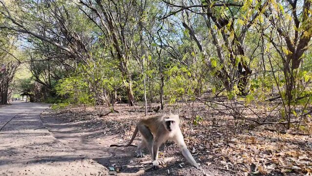 Wild Monkey At Victoria Falls In Northern Rhodesia Zambia. African Animals Landscape. Wild Animals. Victoria Falls At Northern Rhodesia Zambia. Sanctuary Scenery. Scenic Wild Life.