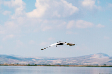 Scenic views of birds and Lake Işıklı (Işıklı Gölü), which is a freshwater lake in Turkey, on Çivril Plain, is an important site for breeding waterbirds and large numbers of winter wildfowl.