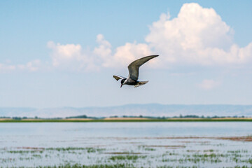 Scenic views of birds and Lake Işıklı (Işıklı Gölü), which is a freshwater lake in Turkey, on Çivril Plain, is an important site for breeding waterbirds and large numbers of winter wildfowl.