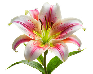 Naklejka premium A stunning pink and white lily with speckled petals, a green center, and prominent stamens, accentuated by fresh green leaves. transparent background
