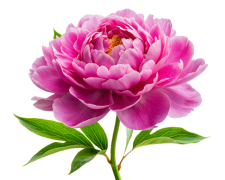 A vibrant pink peony in full bloom, featuring lush, ruffled petals and fresh green leaves, highlighting its rich color and intricate texture. transparent background