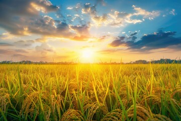 Agriculture Rice. Ripe Paddy Field at Sunset with Golden Sun Rays Background