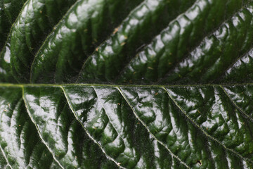 Obraz premium Close up of green leave pattern, Selective focus of stripes and line on the leaf texture, Natural greenery dark tone background, Can be used as backdrop for display or montage your products.