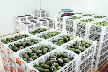 stacked boxes of hass avocado in a cold storage warehouse