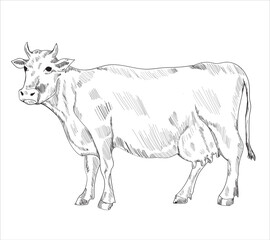 Meat parts of the cow,calf,camel. Eid al adha sacrifice, meat vectors