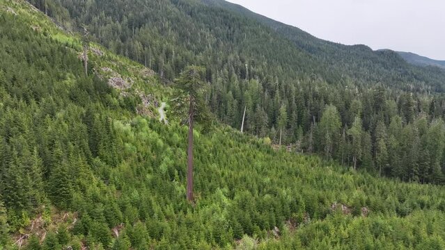 Aerial view of big lonely Doug standing in a deforested area