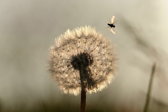Dandelion in the evening light, May, Germany, Europe