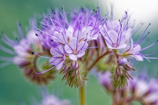 Close-up of purple flowers with prominent stamens and blurred green background, lacy phacelia (Phacelia tanacetifolia) also called tufted flower, Wismar, Mecklenburg-Western Pomerania, Germany, Europe
