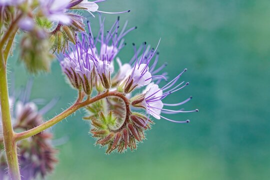 Spiral arrangement of purple flowers in close-up against a blurred background, lacy phacelia (Phacelia tanacetifolia) also called tufted beauty, tufted flower or bee friend, Wismar