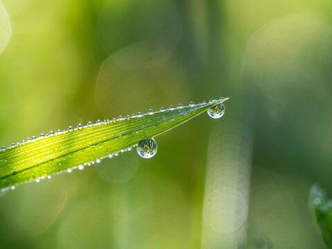 Dewdrops on a blade of grass, Ratten, Styria, Austria, Europe