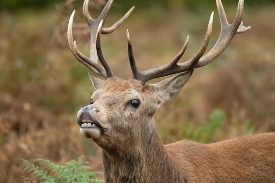 Red deer (Cervus elaphus) adult stag performing the flehmen response, Surrey, England, United Kingdom, Europe