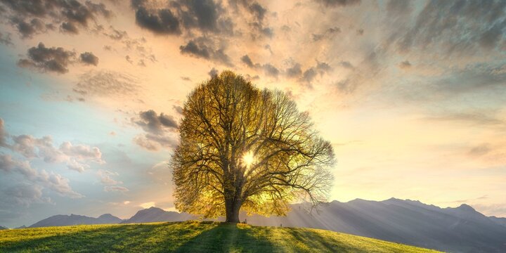 Linden tree (Tilia), solitary tree at the Wittelsbacher Hoehe, 881m, Illertal, Allgaeu, Bavaria, Germany, Europe
