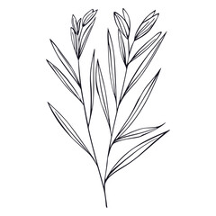 Lemongrass ,or lemongrass, cymbopogon, simple line drawing. Silky heads, citronella grass. Hand drawn vector illustration