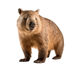 Fototapeta premium european brown bear cub