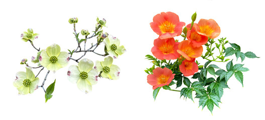 ハナミズキとノウゼンカズラの切抜き（背景透過）