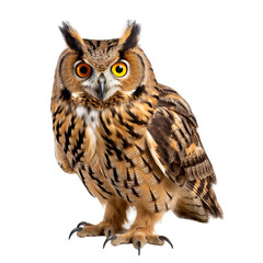 Obraz premium owl, white background, png