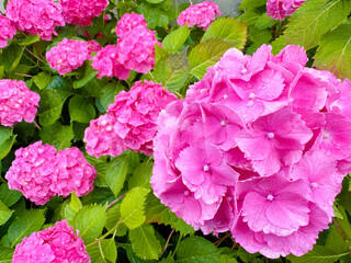 梅雨に咲くたくさんの満開の紫陽花の色はピンク