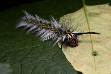 caterpillar on a leaf
Trabala vishnou
Rose myrtle lappet moth
