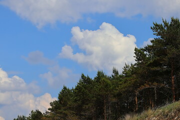 Obraz premium Green trees and the blue sky with clouds
