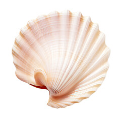 seashell isolated