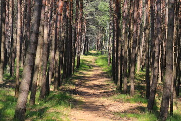 Forest path among pine trees