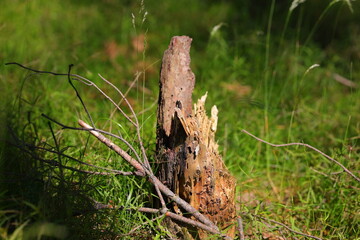 Brown tree trunk among  of the green grass