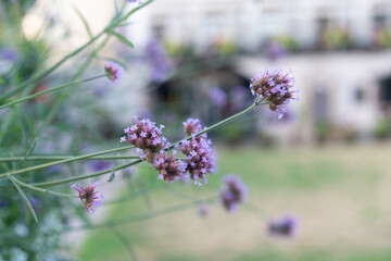 Purple flowers , blurred background, Delicate Blooms in the City,summer blooms, summer background